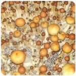 Псилоцибиновые (галлюциногенные) грибы Psilocybin "Golden Teacher" в Новосибирске Псилоцибиновые (галлюциногенные) грибы Psilocybin "Golden Teacher" в Новосибирске