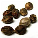 Семена марихуаны АК-47 (Seeds AK-47) в Новосибирске Семена марихуаны АК-47 (Seeds AK-47) в Новосибирске